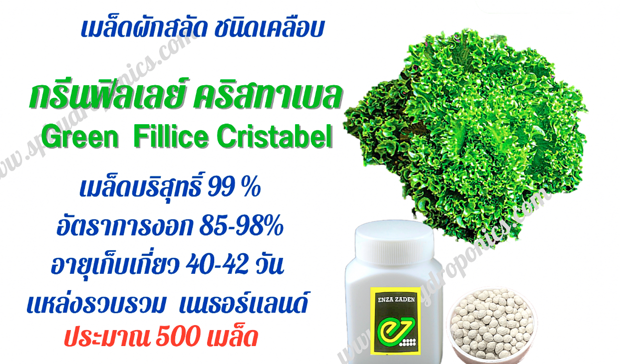 เมล็ดผักสลัด ฟิลเลย์ คริสทาเบล ชนิดเคลือบ กระปุก 500 เมล็ด