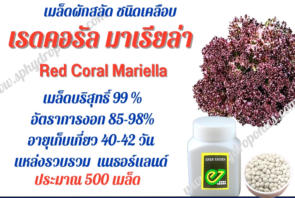 เมล็ดเรดคอรัล มาเลียร่าเคลือบ กระปุก 500 เมล็ด