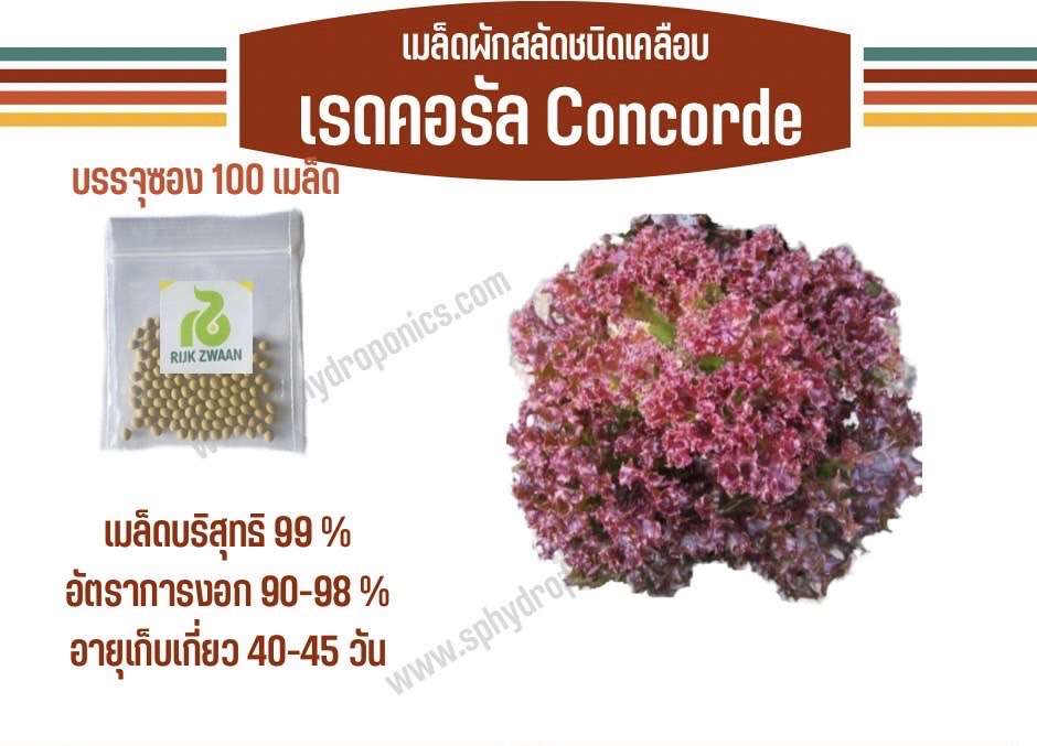 เรดคอรัล Concorde แบบเคลือบ 100 เมล็ด(Rijk Zwaan)
