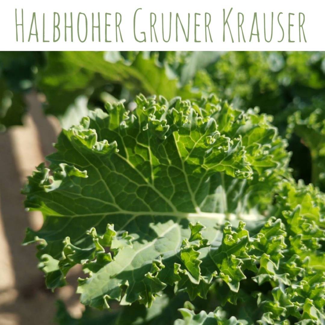 เมล็ด คะน้าใบหยิก เขียว200 เมล็ด (Kale/Halbhoher Gruner Krauser)
