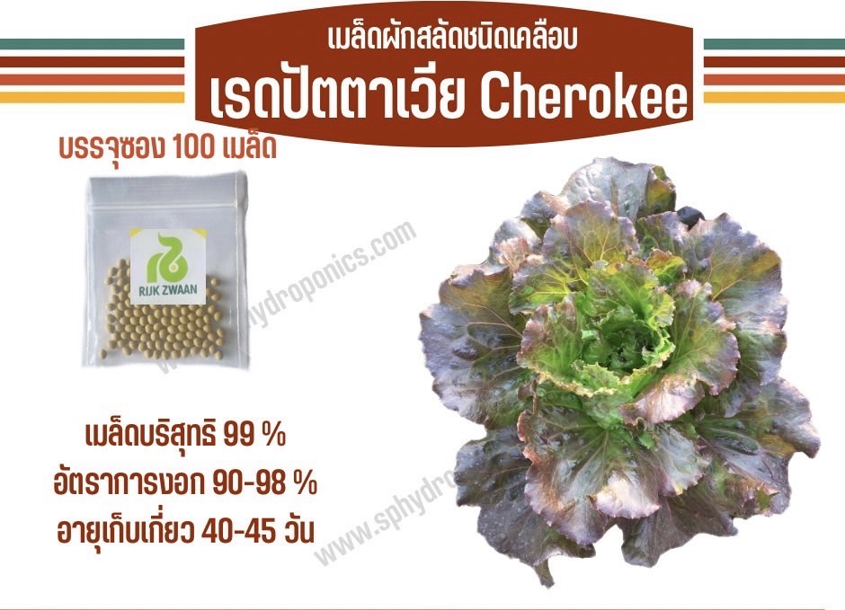 เรดปัตตาเวีย เคลือบ 100 เมล็ด (Rijk Zwaan)