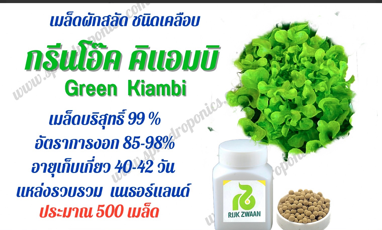 เมล็ดผักสลัดกรีนโอ๊ค kiambi ชนิดเคลือบ 500 เมล็ด