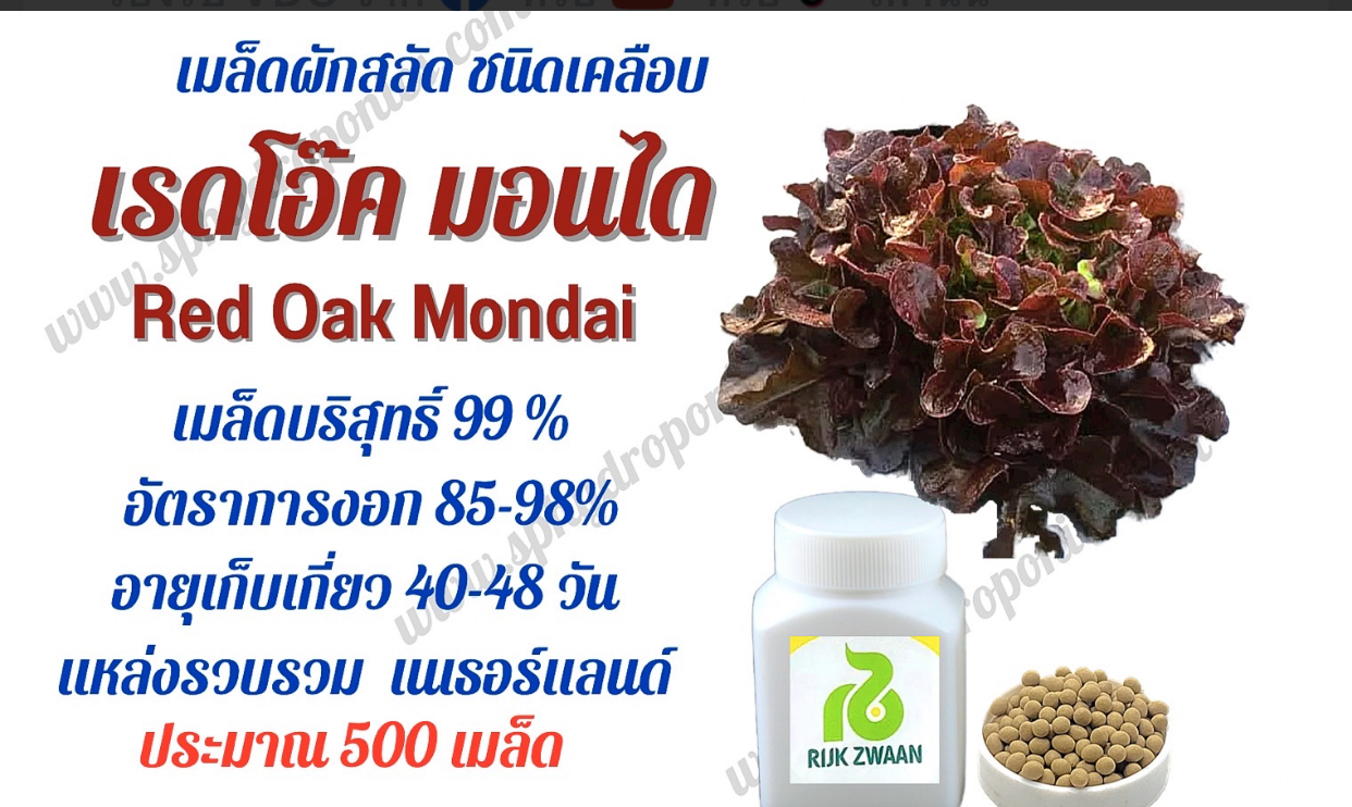 เมล็ดผักสลัด เรดโอ๊ค มอนได แบบเคลือบ 500 เมล็ด