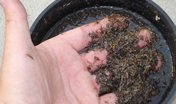 เครื่องดักยุง นอคน้ำ150 เครื่องจับยุง เครื่องไล่ยุง mosquito trapรุ่น สำหรับบ้านพักอาศัยที่มีห้องกว้างใส่น้ำได้