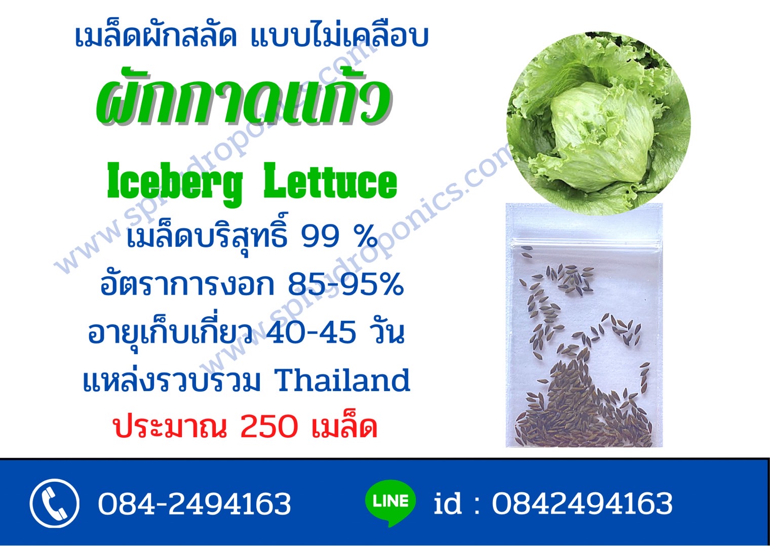 เมล็ดผักกาดแก้ว ประมาณ 250 เมล็ด