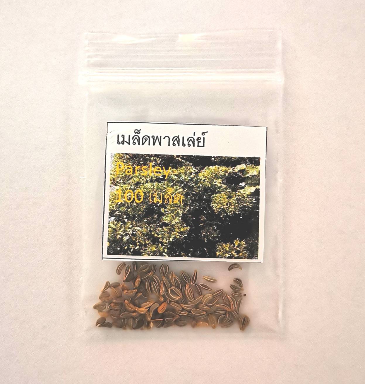 เมล็ด Parsley / พาสเล่ย์ 100 เมล็ด