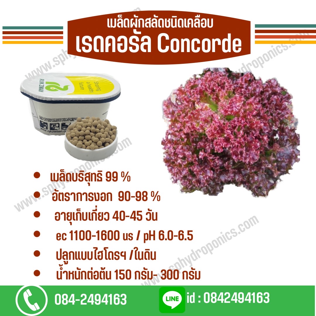 เรดคอรัล Concorde เคลือบ 1000 เมล็ด (Rijk Zwaan)