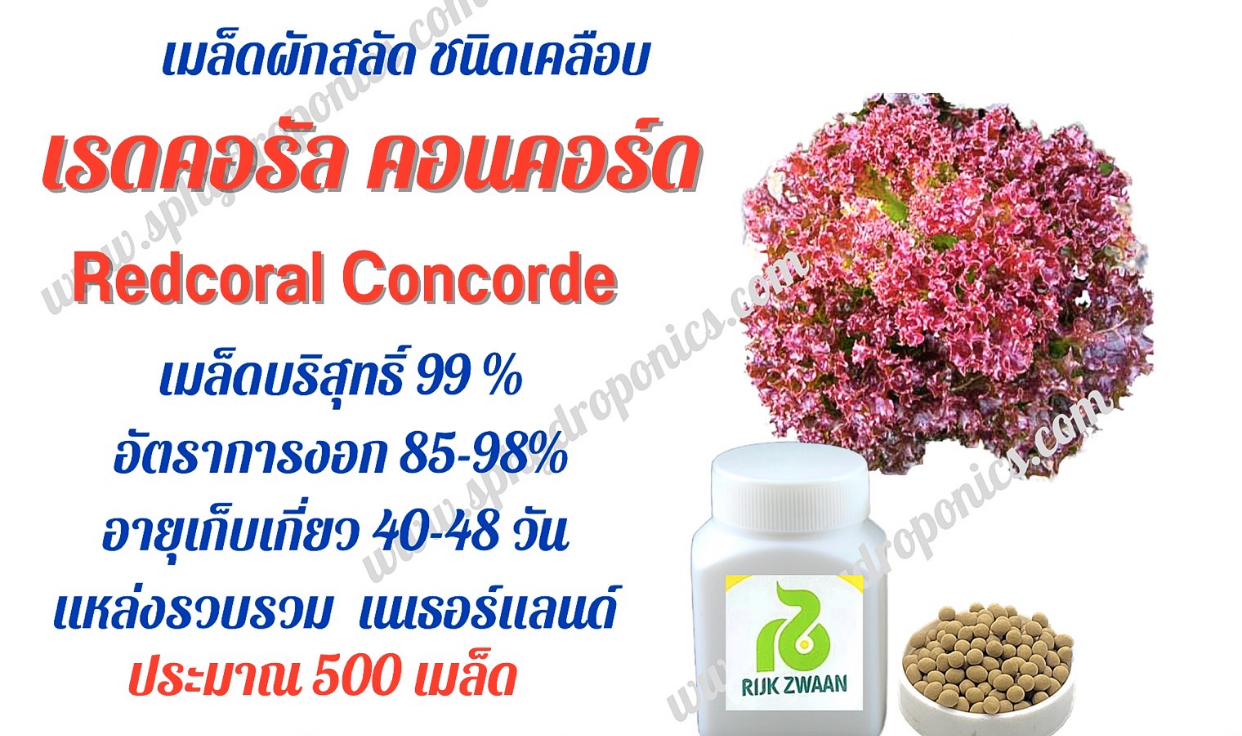 เมล็ดผักสลัด เรดคอรัล คอนคอร์ด เคลือบ 500 เมล็ด