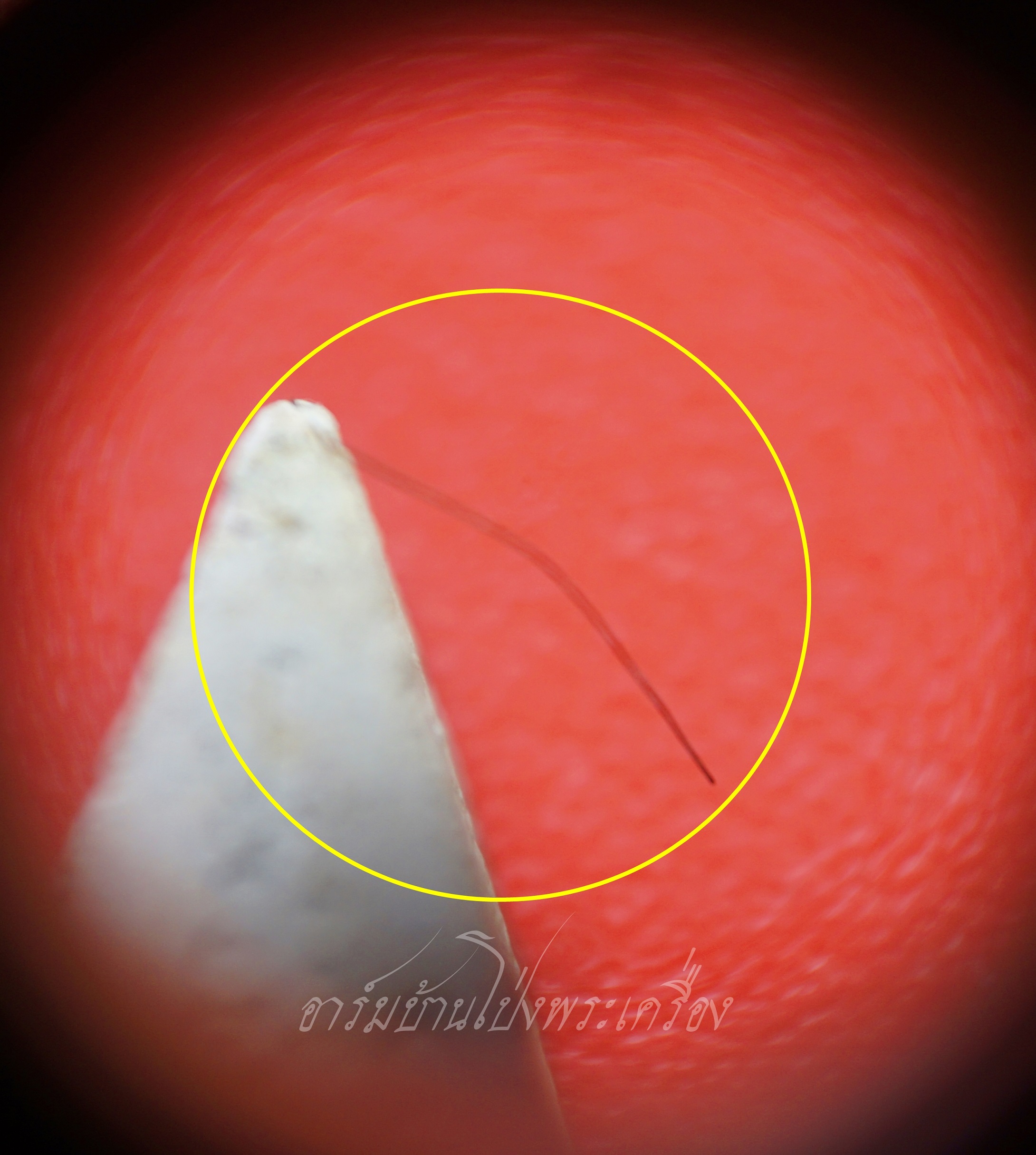 หลวงพ่อยิด วัดหนองจอก จ.ประจวบคีรีขันธ์ นางพญา เนื้อผง มีเส้นเกศา(องค์ที่1)