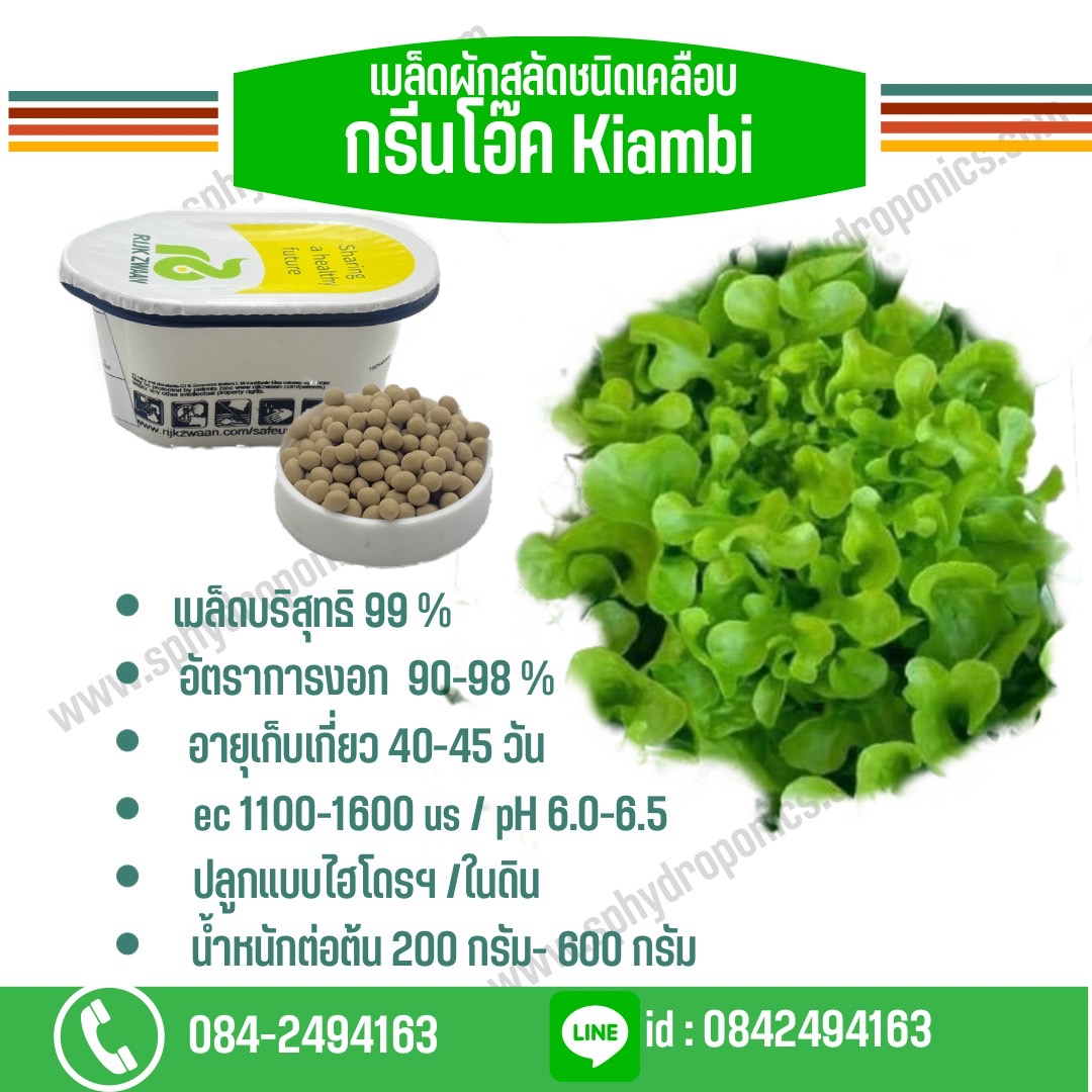 กรีนโอ๊ค kiambi แบบเคลือบ (Rijk zwaan) 1000 เมล็ด