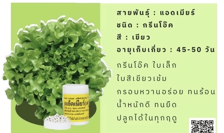 เมล็ด กรีนโอ๊ค แอดเมียร์ เคลือบ กป.1000 เมล็ด