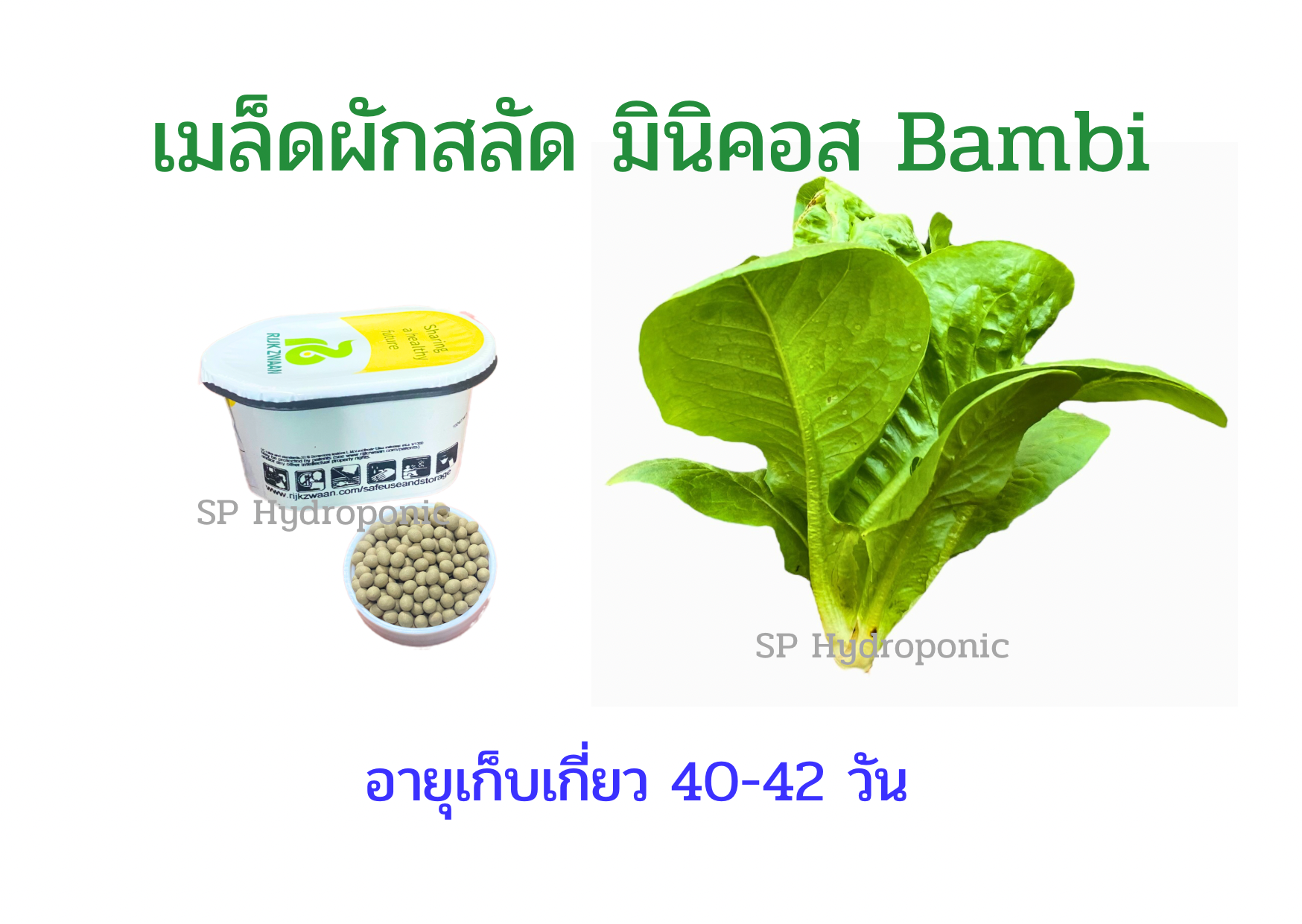 เบบี้คอส Bambi เคลือบ 1000 เมล็ด (Rijk Zwaan)