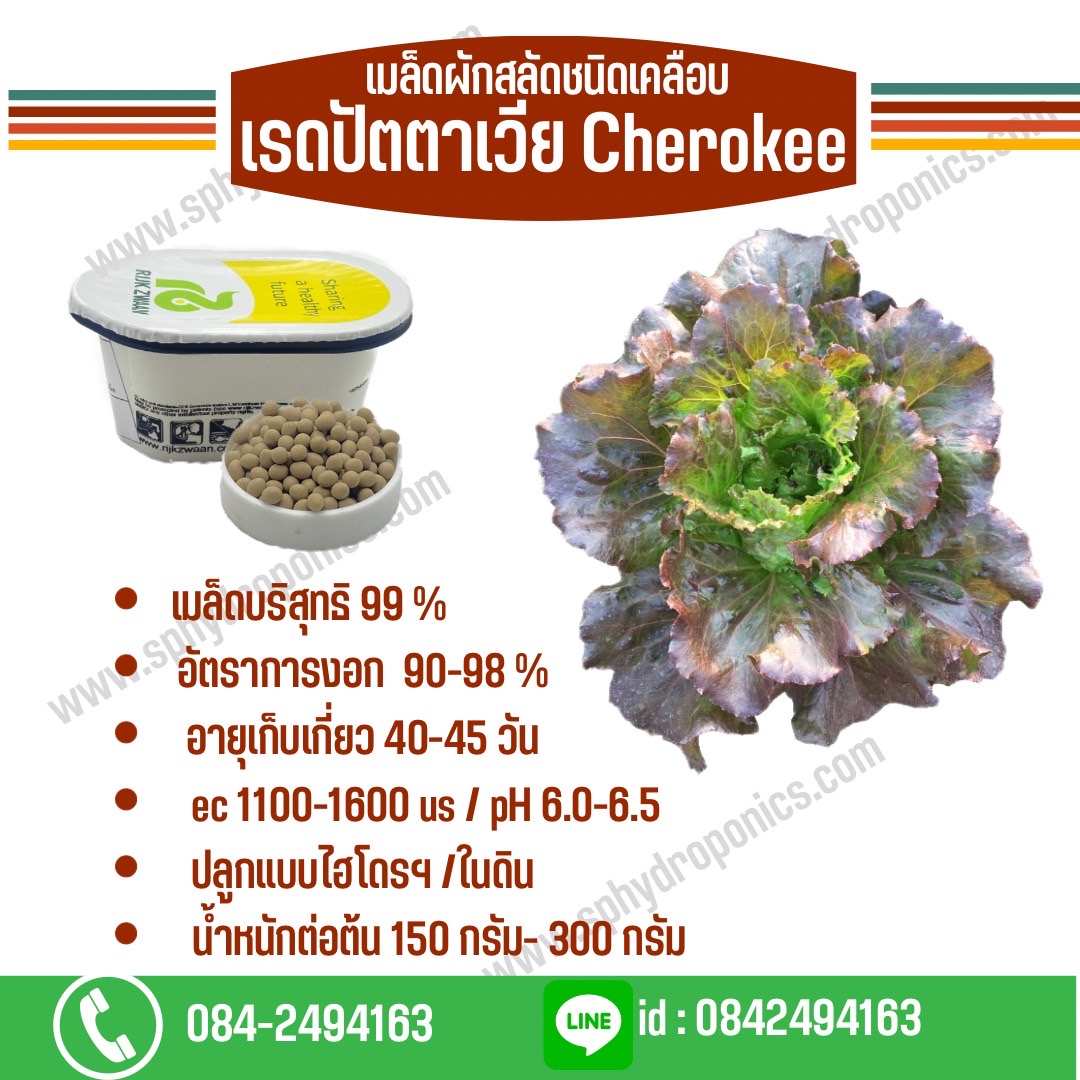 เรดปัตตาเวีย Cherokee เคลือบ 1000 เมล็ด (Rijk Zwaan)
