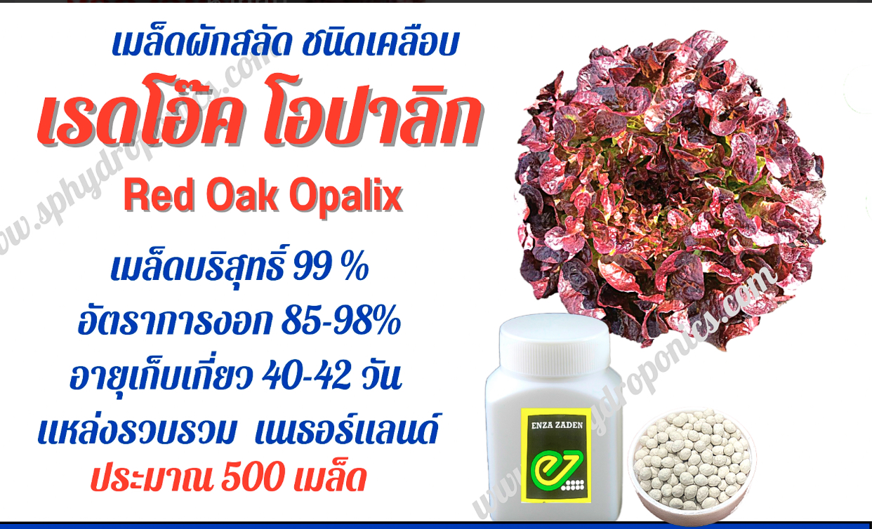 เรดโอ๊ค โอปาลิก กระปุก 500 เมล็ด