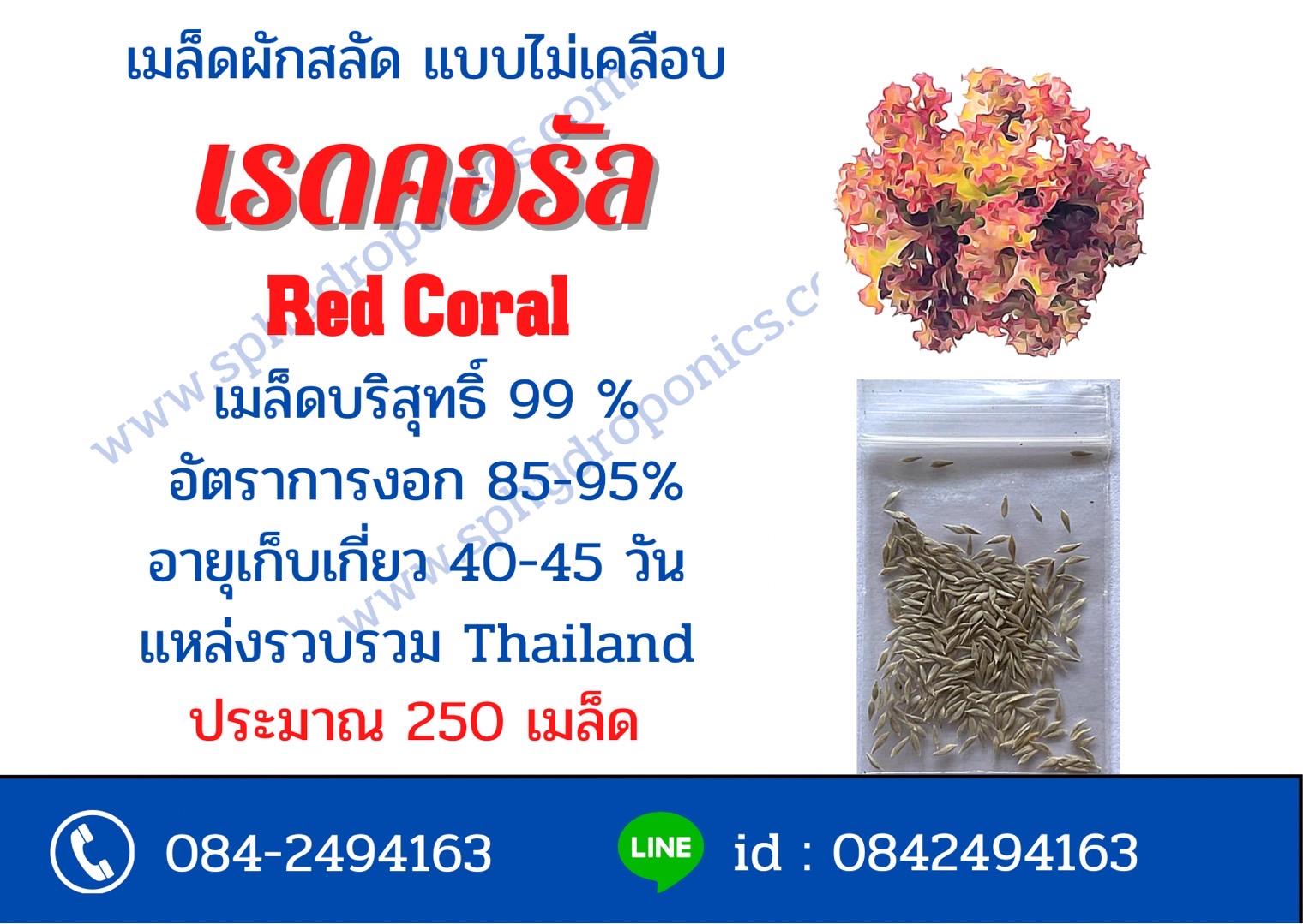 เมล็ดเรดคอรัล ไม่เคลือบประมาณ 250เมล็ด (ซื้อ 10 แถม 1)
