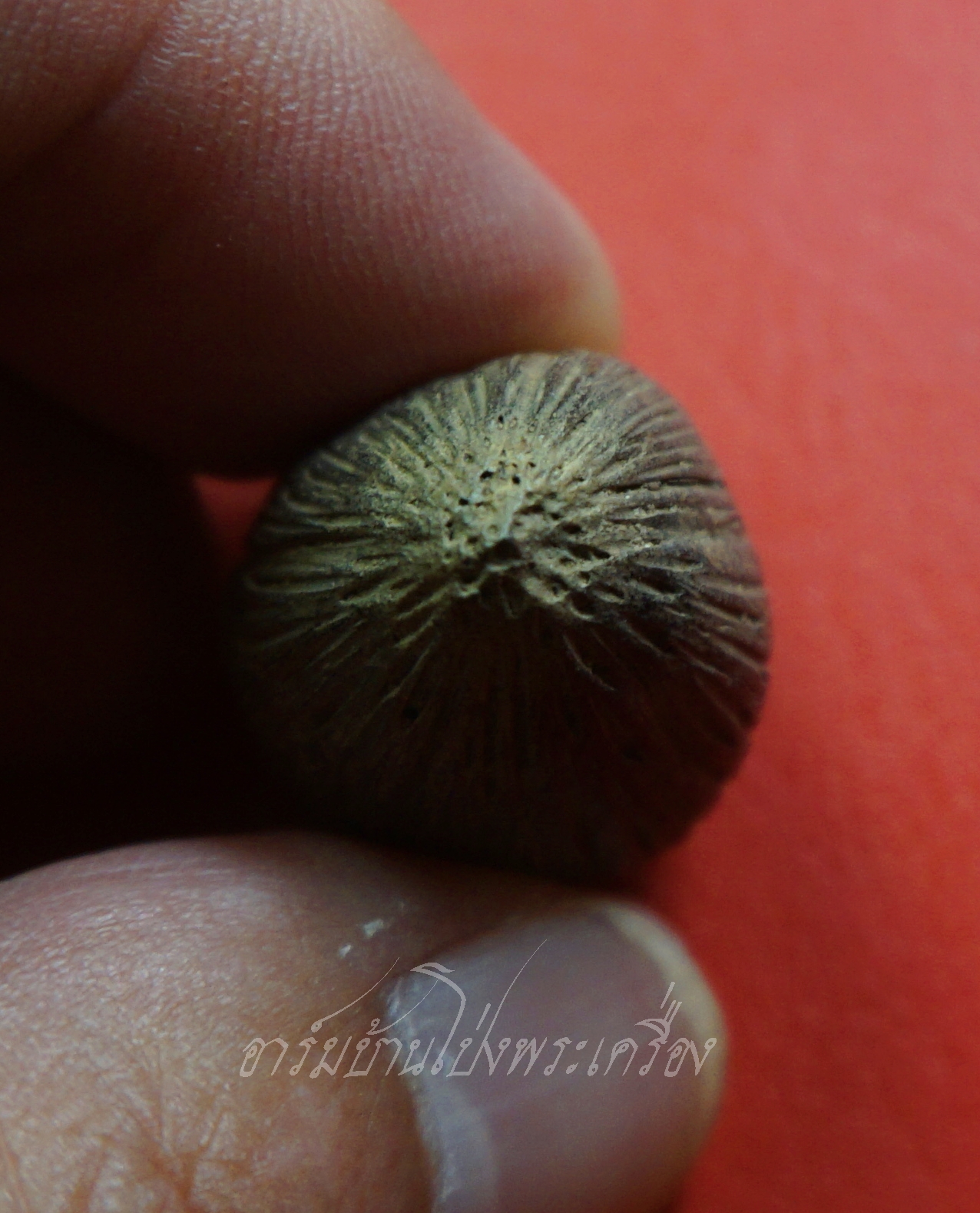 คตมะพร้าว เกิดตามธรรมชาติ เป็นของดีมีพุทธคุณในตัว เสริมดวง ปลอดภัยผีปีศาจ คุณไสยมนต์ดำ ทำอัตรายไม่ได้(องค์ที่2)