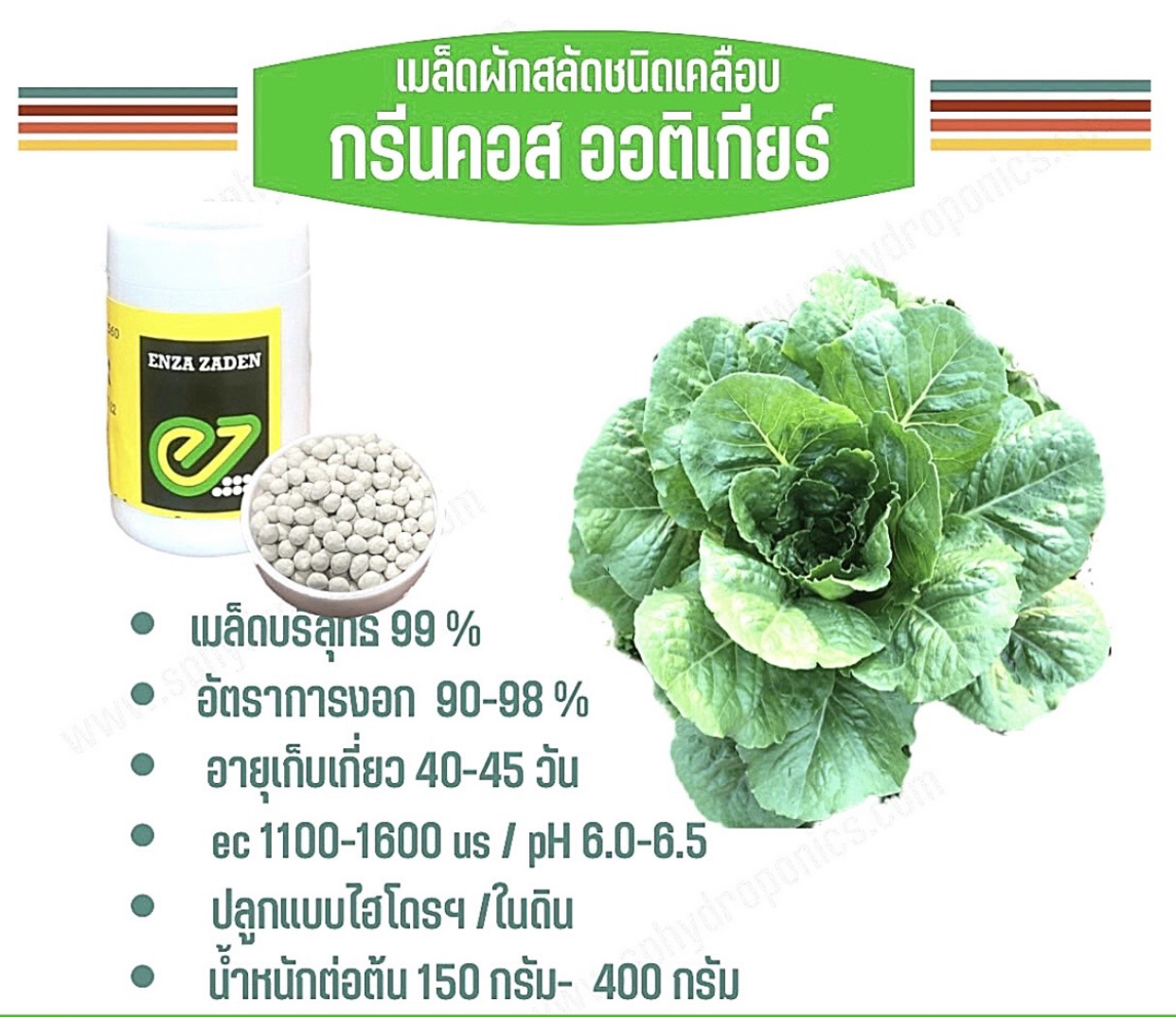 กรีนคอส :ออติเกีย เคลือบ กระปุก 1000 เมล็ด(Enza)