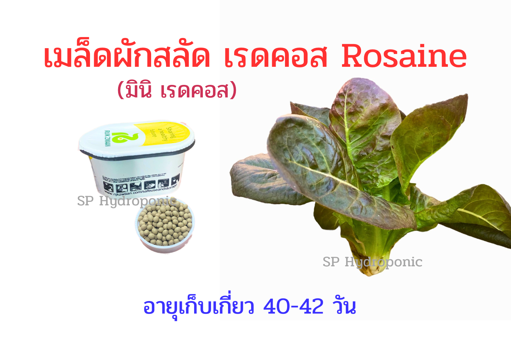 เรดคอส Rosaine เคลือบ 1000 เมล็ด(Rijk Zwaan)