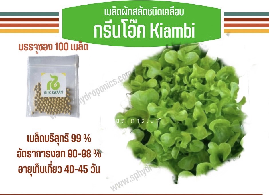 กรีนโอ๊ค kiambi แบบเคลือบ (Rijk zwaan) 100 เมล็ด