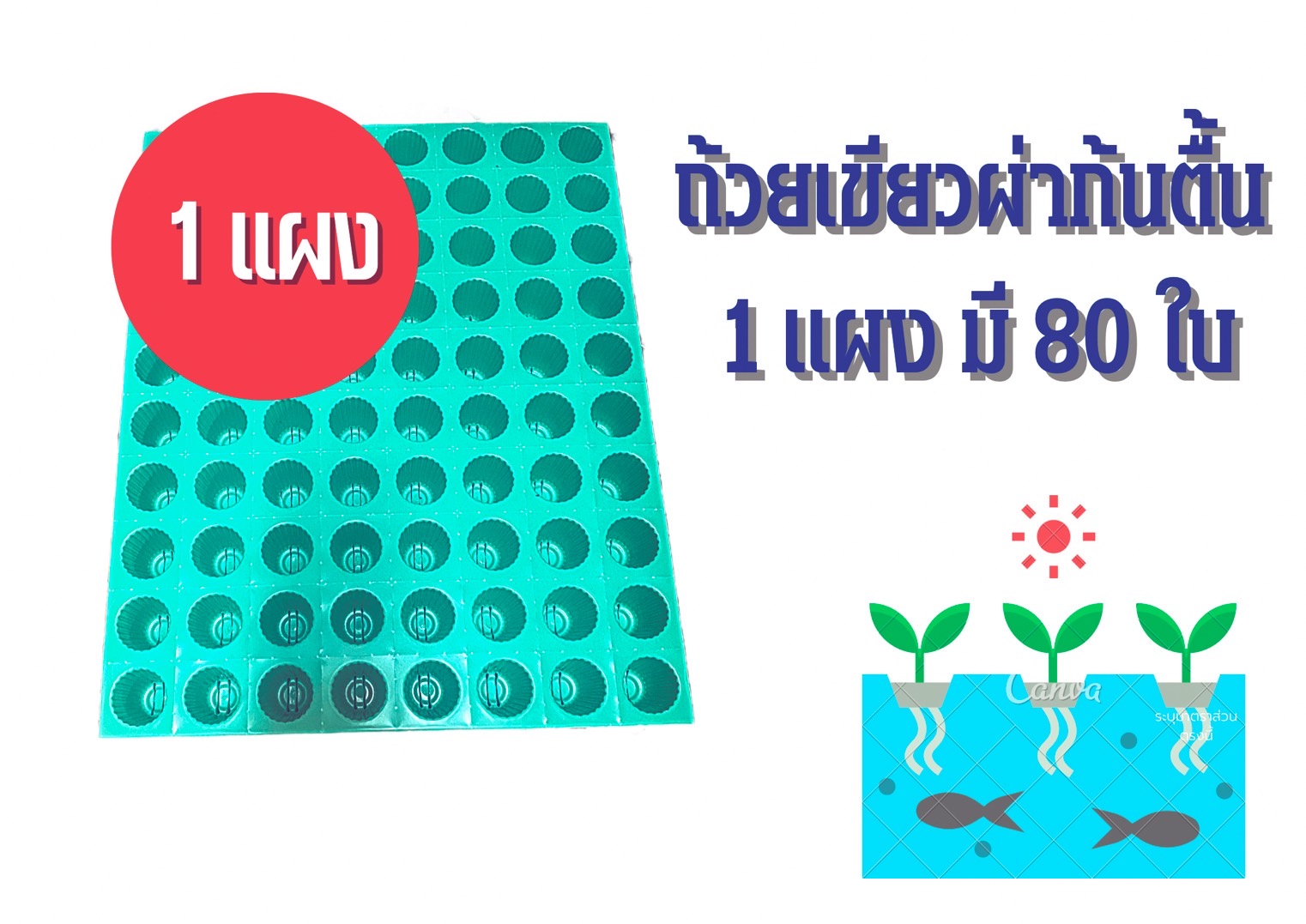 ถ้วยปลูกเขียว 1 แผง (80 ใบ)