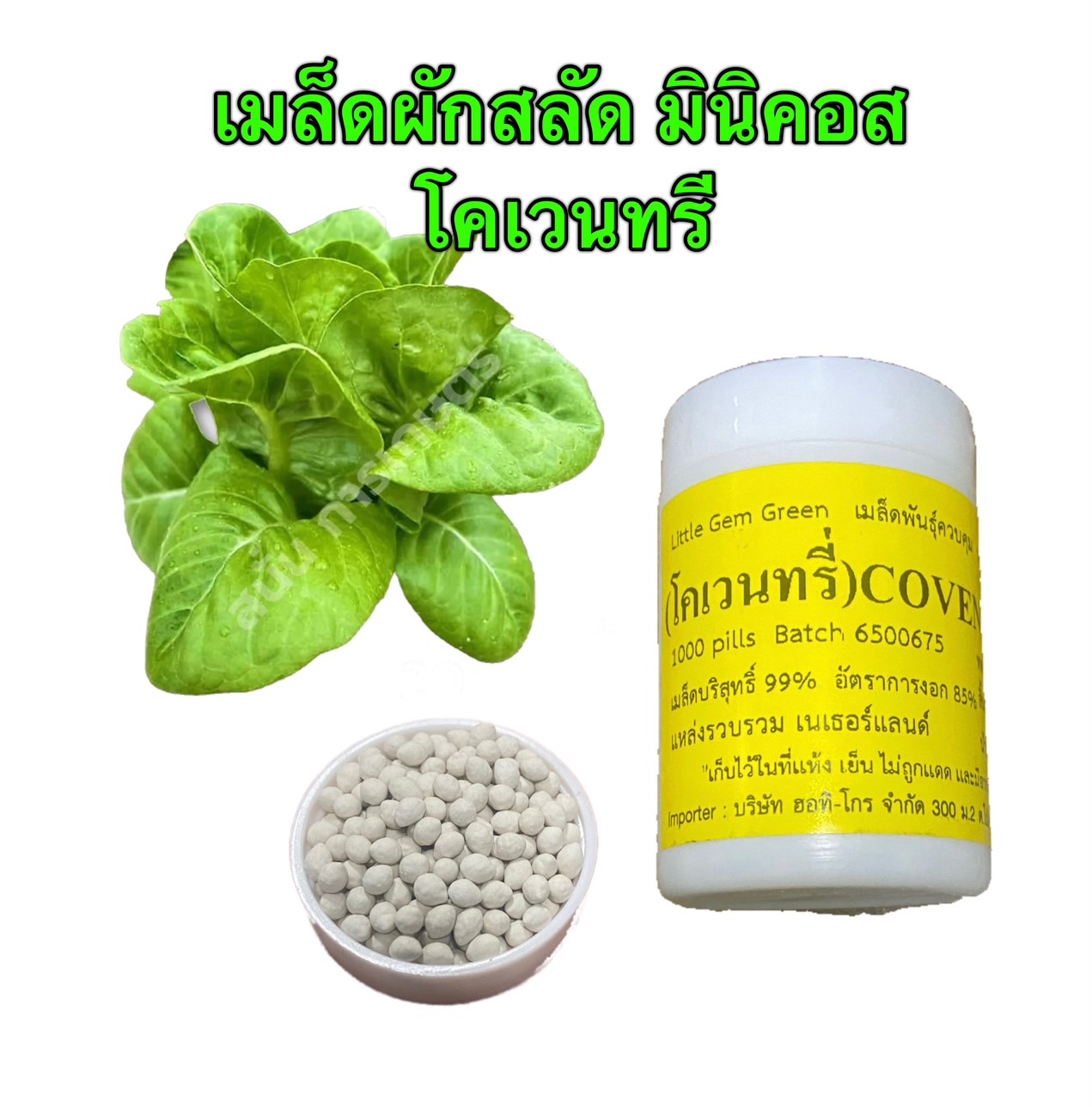 เมล็ด มินิคอส โคเวนทรี่ เคลือบ 1000 เมล็ด(Enza)