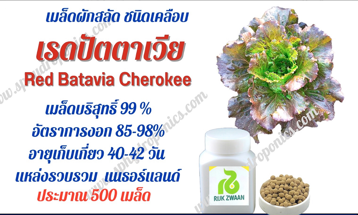 เรดปัตตาเวีย เคลือบ กป. 500 เมล็ด (Rijk Zwaan)
