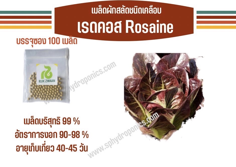เรดคอส เคลือบ 100 เมล็ด(Rijk zwaan)