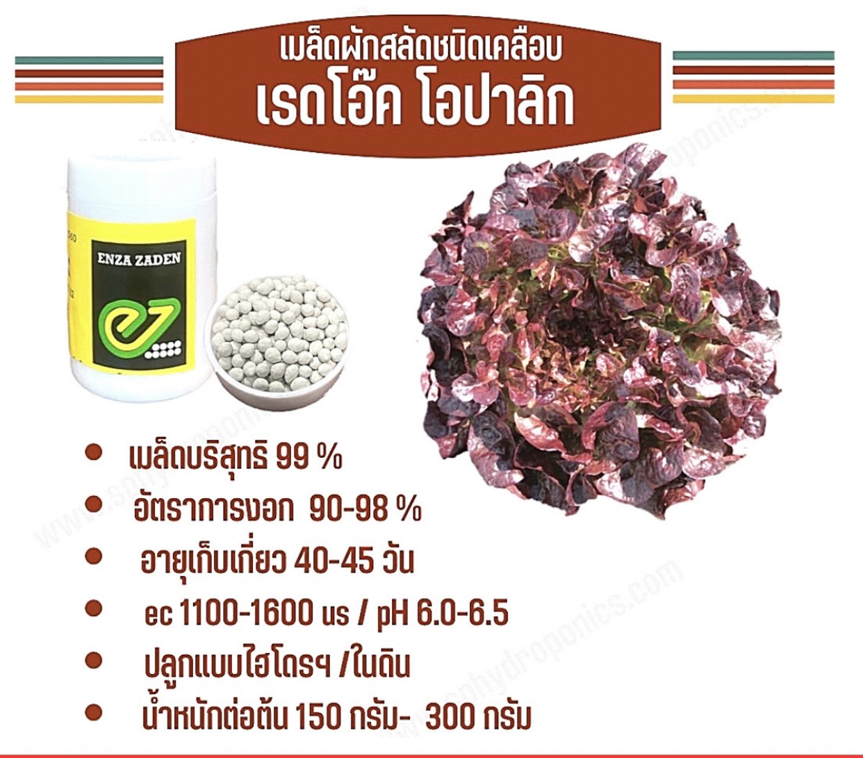 เมล็ด เรดโอ๊คโอปาลิก เคลือบ กป. 1000 เมล็ด