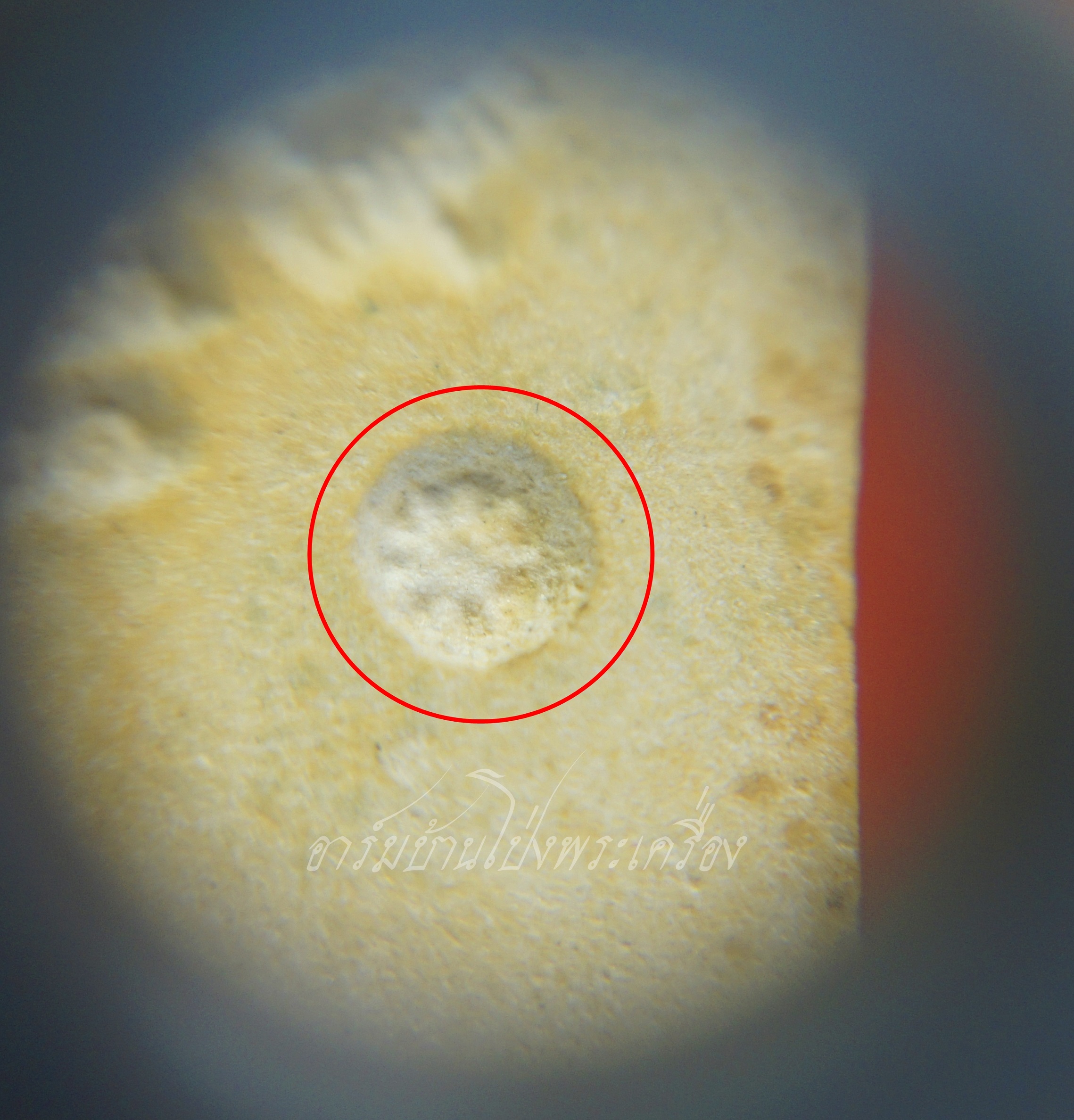 พระพุทธชินราช วัดหนองนกไข่ สมุทรสาคร ปี๒๕๒๑ ตอกโค๊ตมีกริ่ง(องค์ที่1)