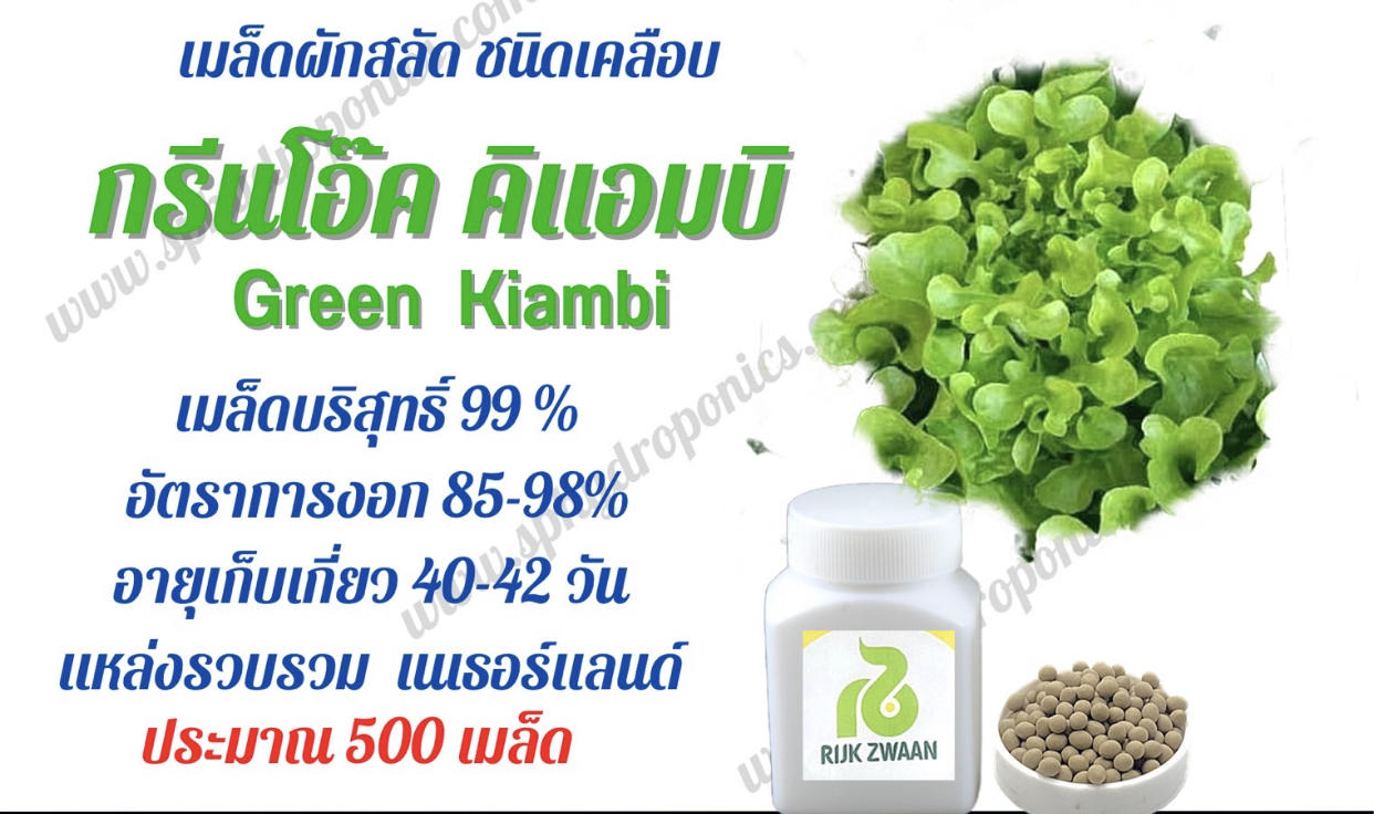 เมล็ดผักสลัด กรีนโอ๊ค Kiambi ชนิดเคลือบ ซอง 500 เมล็ด