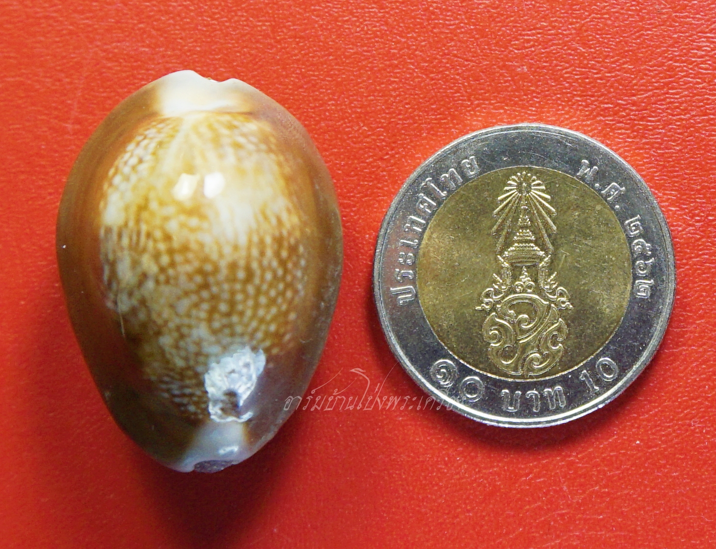 หลวงพ่อวิรัช วัดดีบอน เบี้ยแก้ หลังท้าวเวสสุวรรณ ตอกโค๊ตและมีจาร(องค์ที่1)