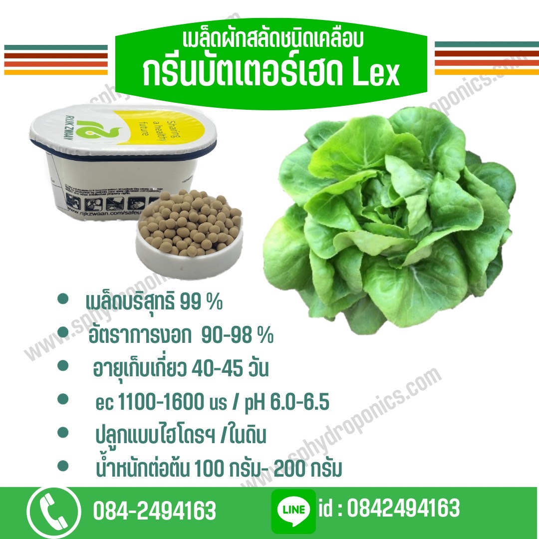 บัตเตอร์เฮด Rex เคลือบ 1000 เมล็ด (Rijk Zwaan)