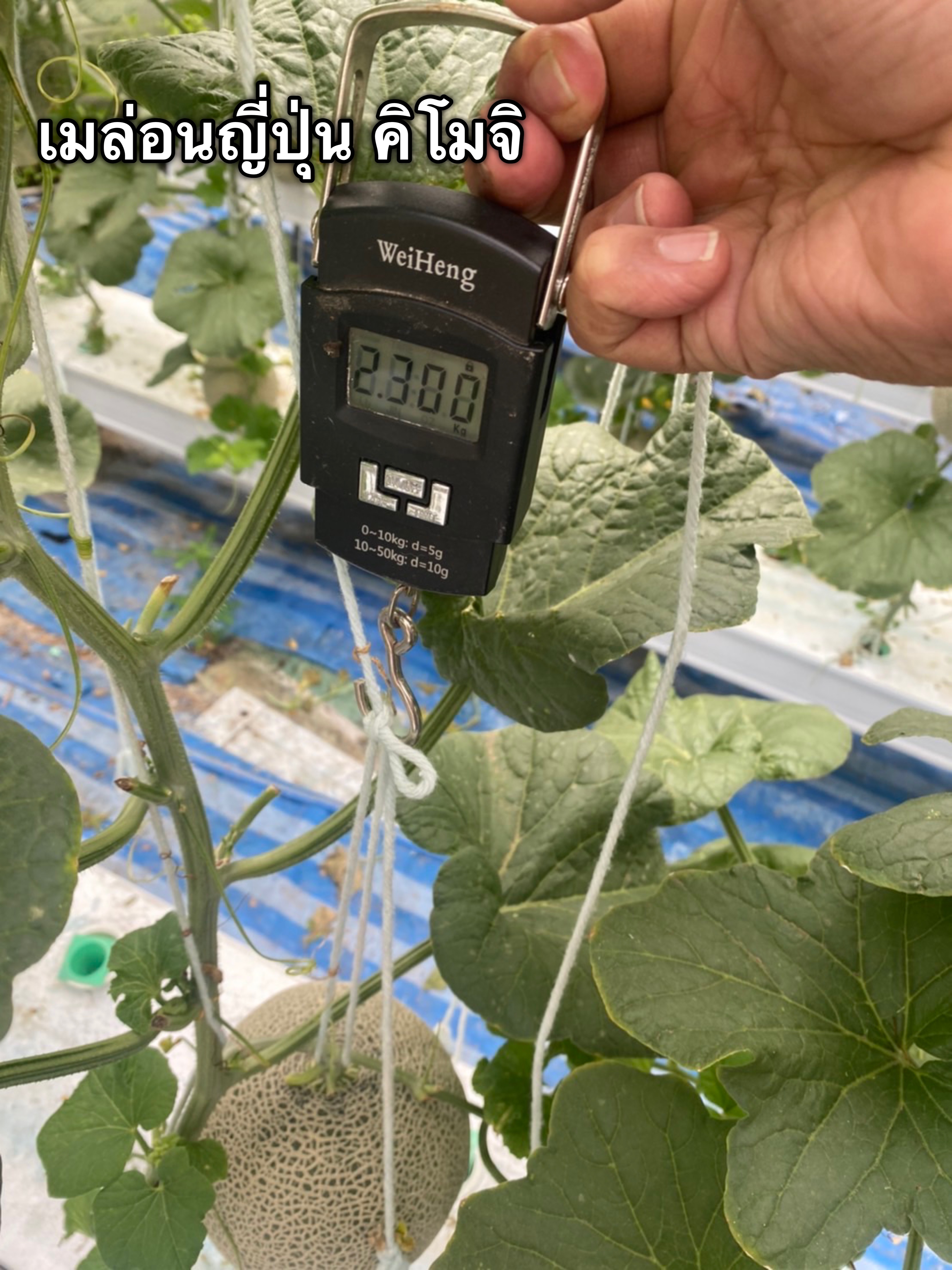 ปุ๋ย A/B เมล่อน set สูตร 3 ชุด 5 ลิตร (ช่วงขยายผลใหญ่-เก็บเกี่ยว )