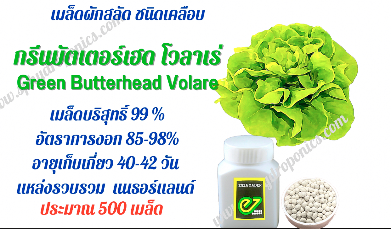 เมล็ด บัตเตอร์เฮด โวลาเร่ ชนิดเคลือบ กระปุก500 เมล็ด(Enza)