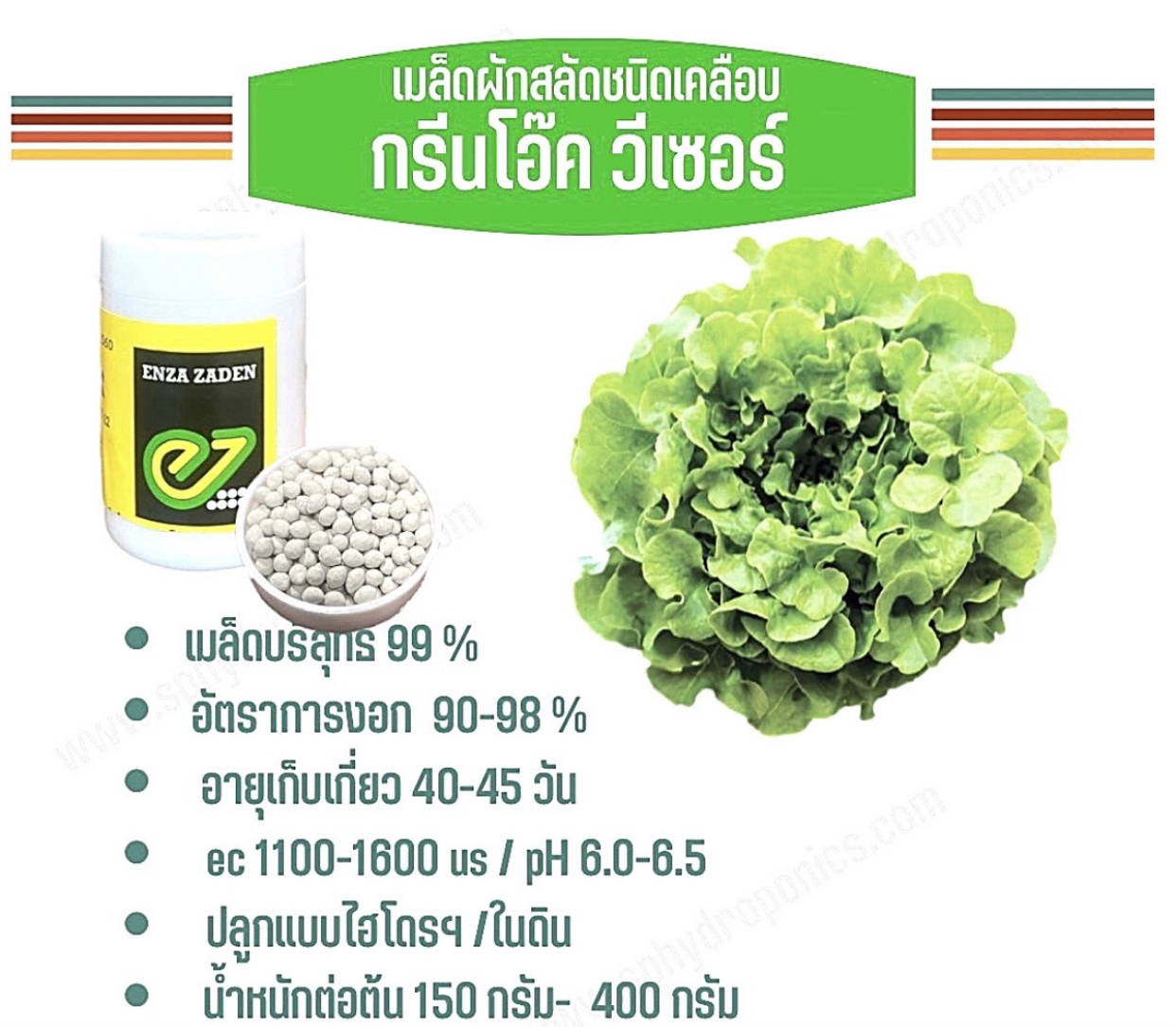 กรีนโอ๊ค วีเซอร์ เคลือบ กระปุก 1000 เมล็ด(Enza)
