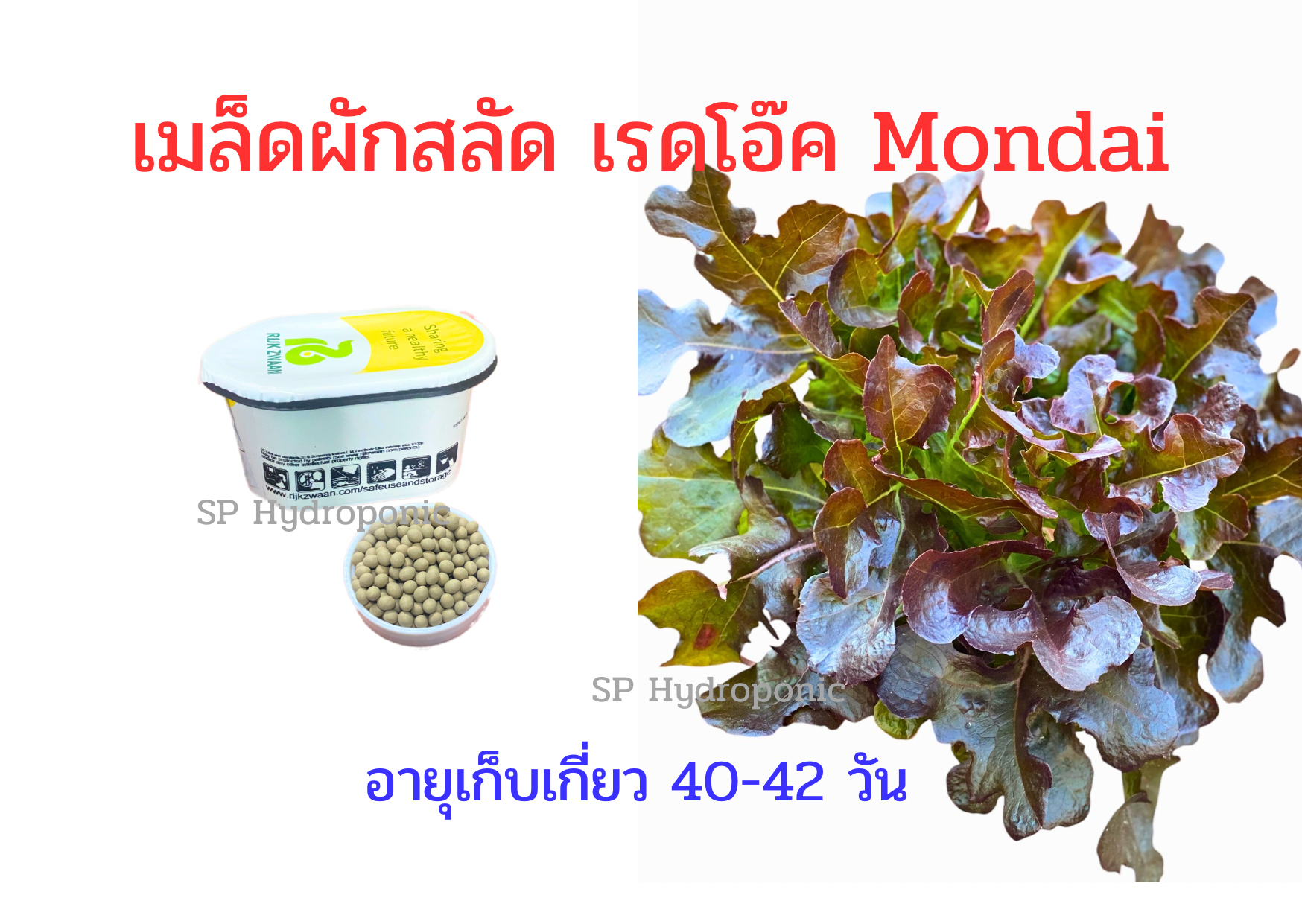 เมล็ดผักสลัด เรดโอ๊ค Mondai (แดงเข้ม) เคลือบ 1000 เมล็ด (Rijk Zwaan)