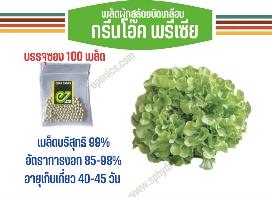 กรีนคอรัล เคลือบ 100 เมล็ด (Rijk Zwaan)