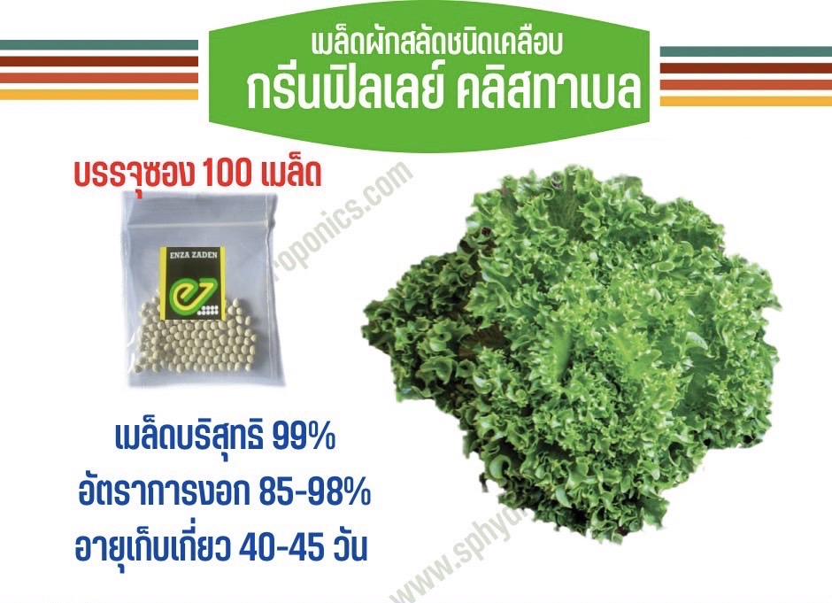 เมล็ดฟิลเลย์ คลิสทาเบล เคลือบ 100 เมล็ด (Enza)