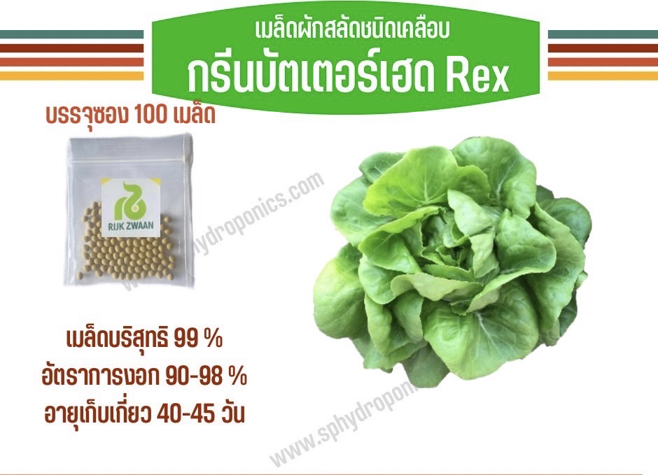 บัตเตอร์เฮด Rex แบบเคลือบ 100 เมล็ด (RIJK ZWAAN)