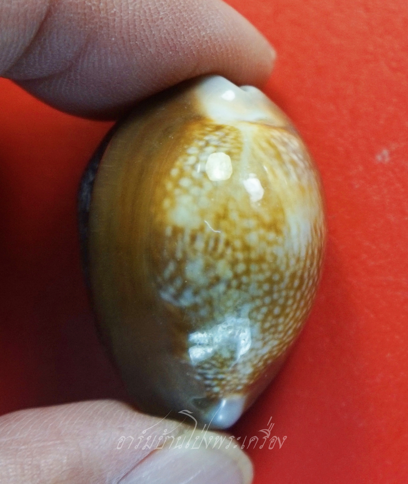 หลวงพ่อวิรัช วัดดีบอน เบี้ยแก้ หลังท้าวเวสสุวรรณ ตอกโค๊ตและมีจาร(องค์ที่1)