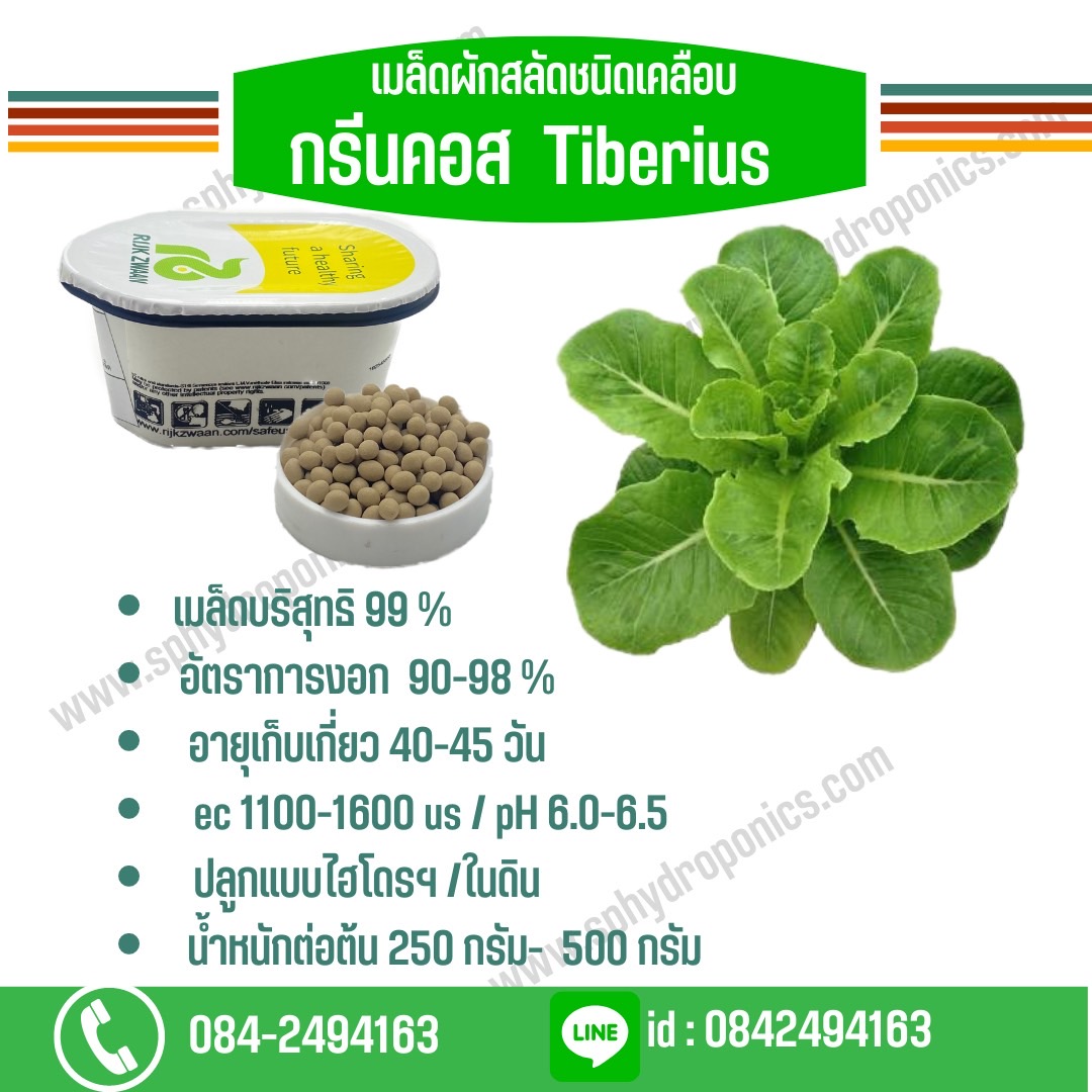 กรีนคอส Tiberius เคลือบ 1000 เมล็ด (Rijk Zwaan)