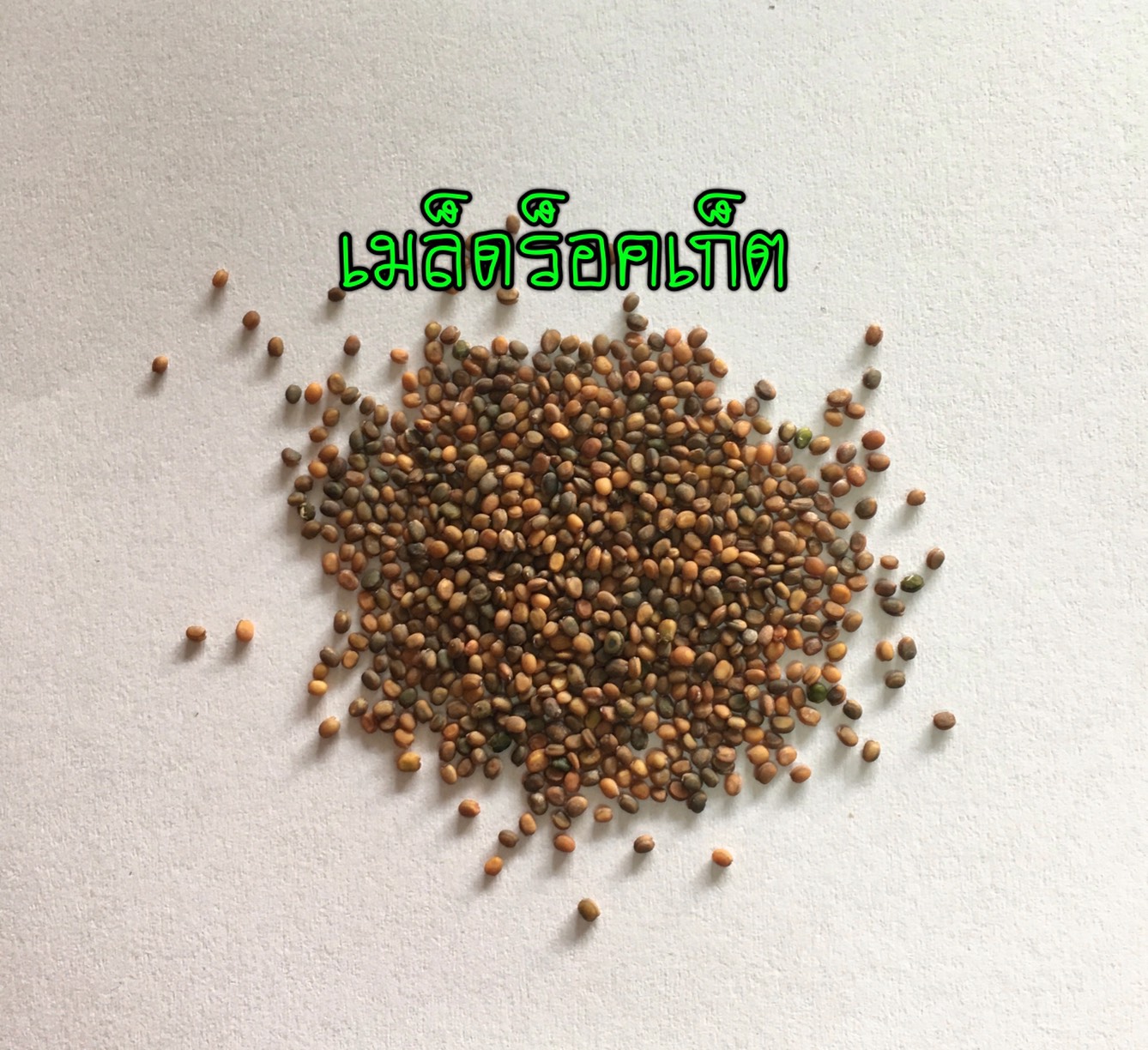 เมล็ดร็อคเก็ต 10 กรัม ประมาณ 6000-7000 เมล็ด
