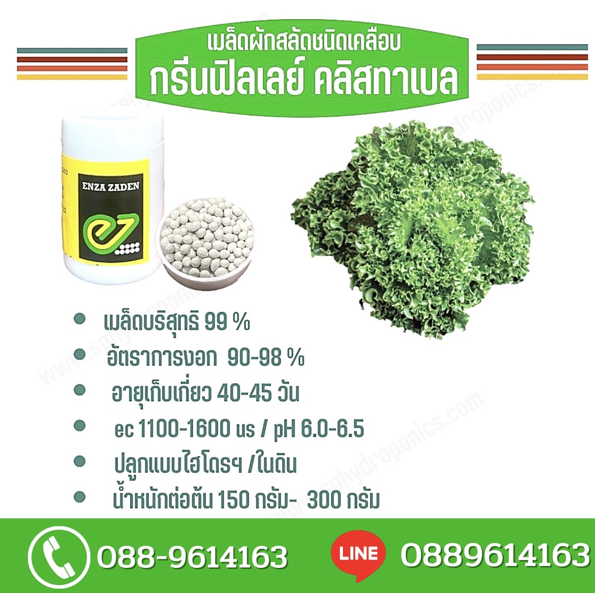เมล็ดฟิลเลย์ คลิสทาเบล แบบเคลือบ1000 เมล็ด(Enza)