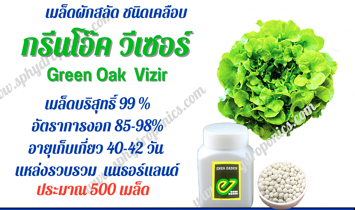 เมล็ด กรีนโอ๊ค วีเซอร์ กระปุก 500 เมล็ด
