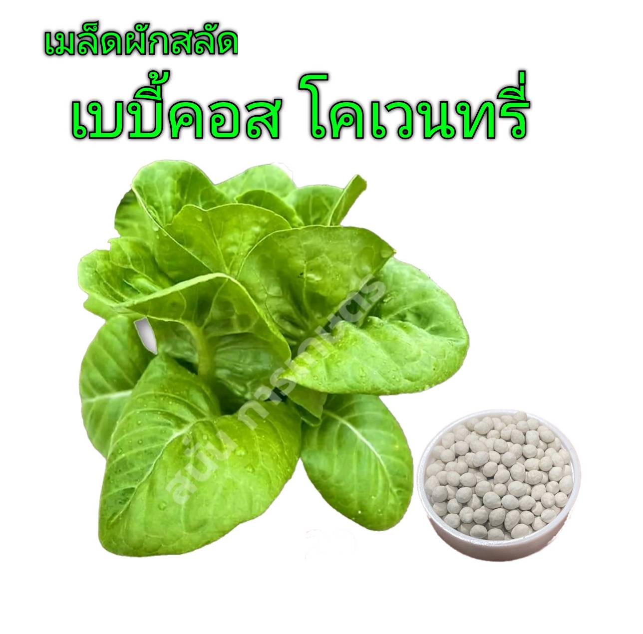 เมล็ด เบบี้คอส โคเวนทรี่ กป. 500 เมล็ด