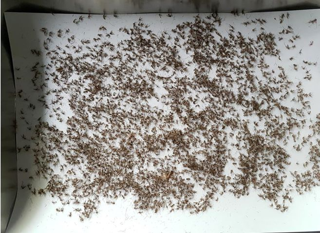 เครื่องดักยุง นอคน้ำ150 เครื่องจับยุง เครื่องไล่ยุง mosquito trapรุ่น สำหรับบ้านพักอาศัยที่มีห้องกว้างใส่น้ำได้