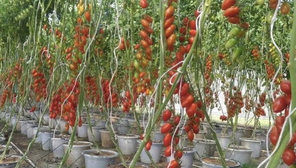 ปุ๋ยแห้ง AB มะเขือเทศ ชุดคู่ 10 ลิตร