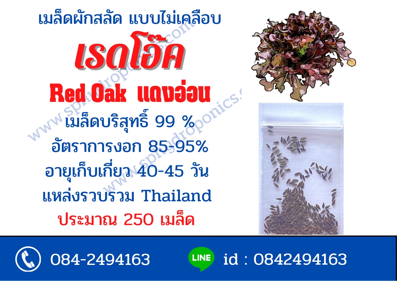 เมล็ดเรดโอ๊ค(แดงอ่อน) ไม่เคลือบ 250 เมล็ด (ซื้อ 10 แถม 1)