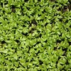 เมล็ด Garden Cress : Sprint 450 เมล็ด/1 กรัม