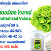 เมล็ด บัตเตอร์เฮด โวลาเร่ ชนิดเคลือบ กระปุก500 เมล็ด(Enza)